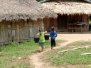 gibbon (07)